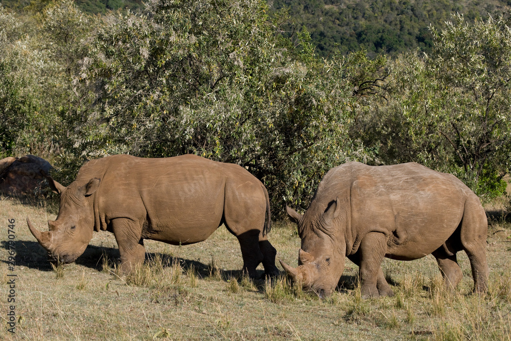 White Rhinceros in the Maasai Mara