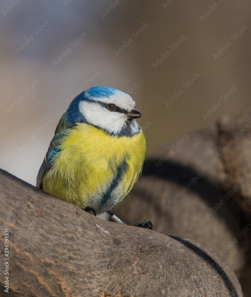 Fototapeta premium Eurasian Blue Tit (Cyanistes caeruleus) close-up