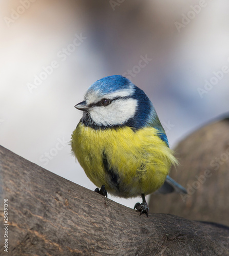 Eurasian Blue Tit (Cyanistes caeruleus) sitting on a branch photo