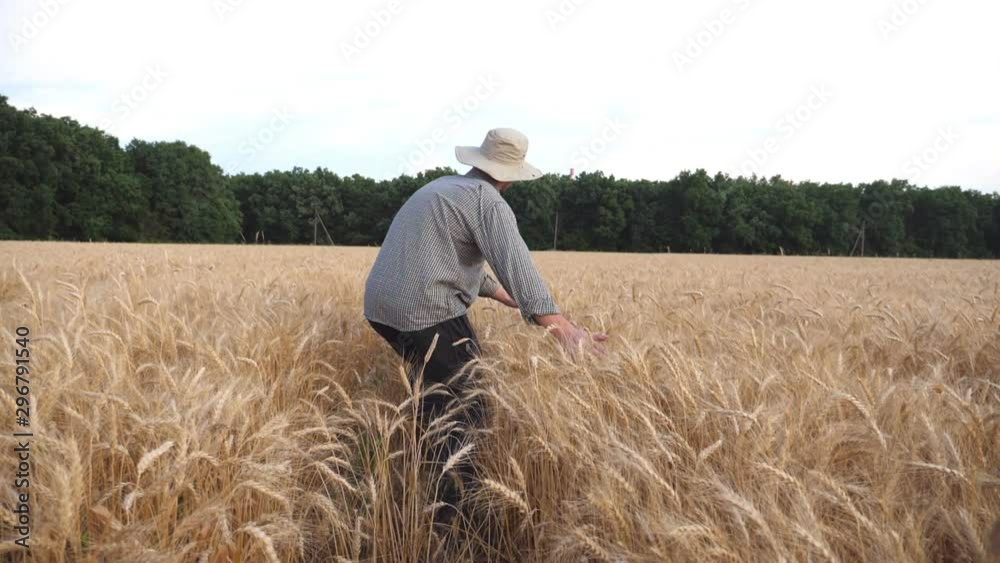 Rear view of male farmer going through the barley field and touching with hands golden ears of crop. Young agronomist walking among wheat meadow and stroking ripe spikelets. Agriculture concept Rear view of male farmer going through the barley field and touching with hands golden ears of crop. Young agronomist walking among wheat meadow and stroking ripe spikelets. Agriculture concept