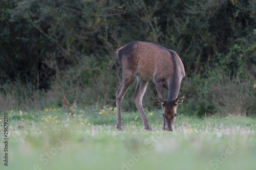 Red deer female out of woodland (Cervus elaphus)