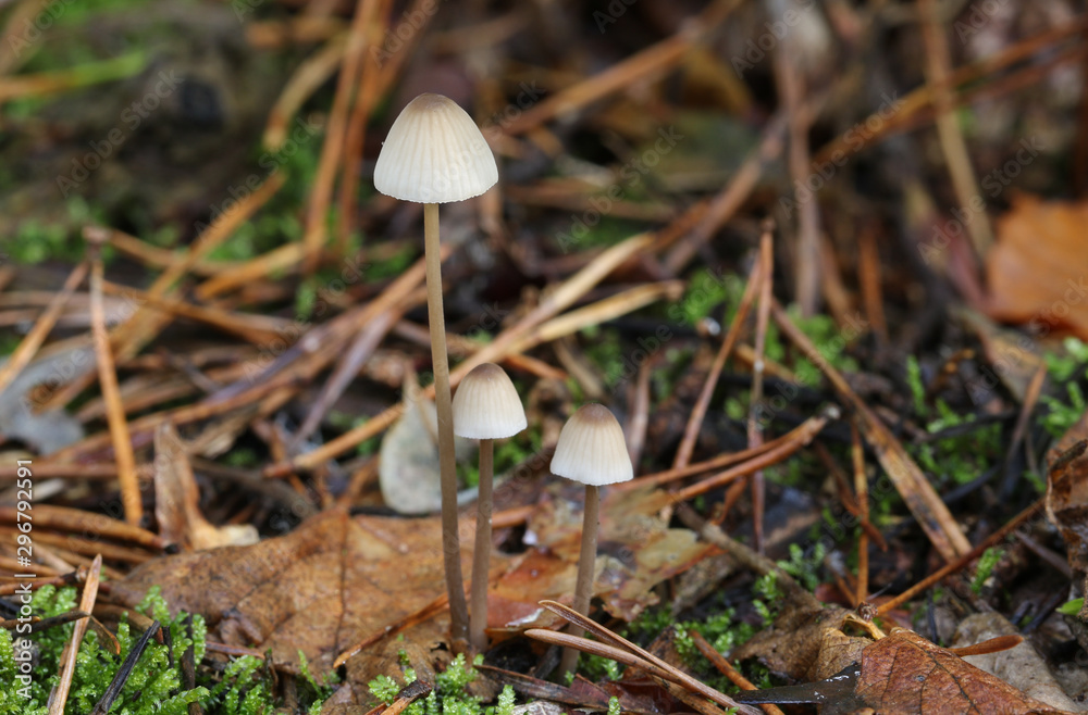 A group of tiny toadstool emerging from forest floor in the UK. A group of tiny toadstool emerging from forest floor in the UK.