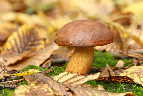A beautiful Bolete mushroom growing from the forest floor in the UK.