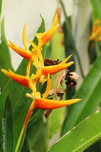 Bird of paradise flower in the nature