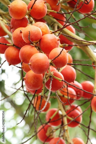 Betel palm on tree with the nature