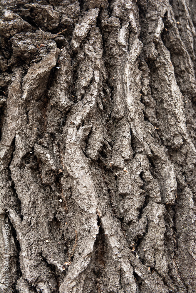 Tree barks pattern. Embossed texture of the brown bark of a tree with green moss and lichen on it. Expanded circular panorama of the bark of an oak. Tree barks pattern. Embossed texture of the brown bark of a tree with green moss and lichen on it. Expanded circular panorama of the bark of an oak.