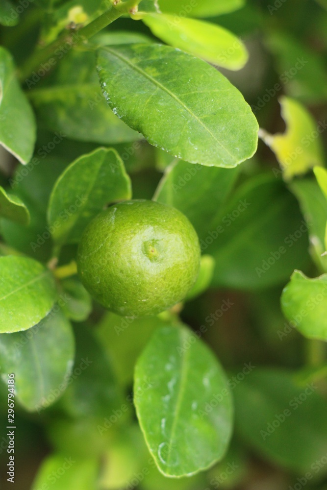 Lemon fruit on the tree with nature