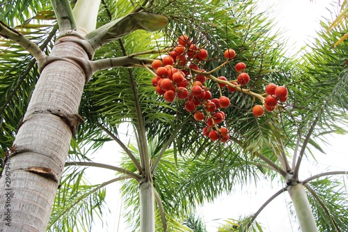 Betel palm on tree with the nature
