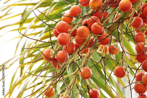 Betel palm on tree with the nature