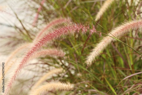 Grass flowers at beautiful in the nature