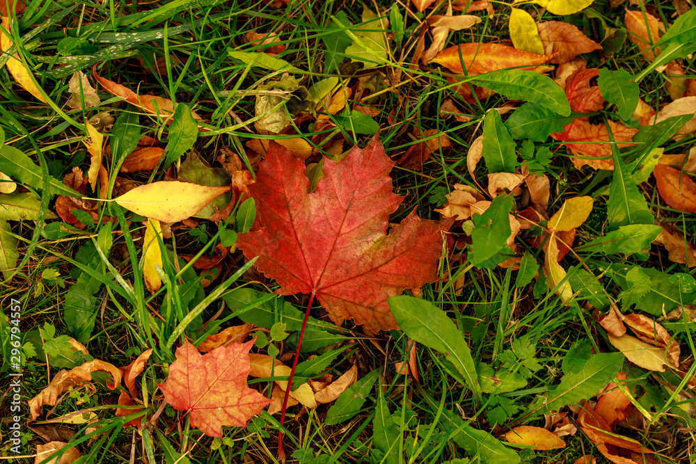 Fallen leaves covered the ground. Close-up of red leaf of maple on a green grass. Autumn mood scene. Colorful fall textured background. Fallen leaves covered the ground. Close-up of red leaf of maple on a green grass. Autumn mood scene. Colorful fall textured background.