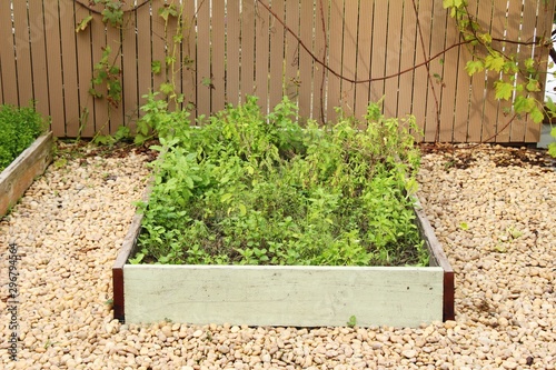 Basil tree at organic in the garden