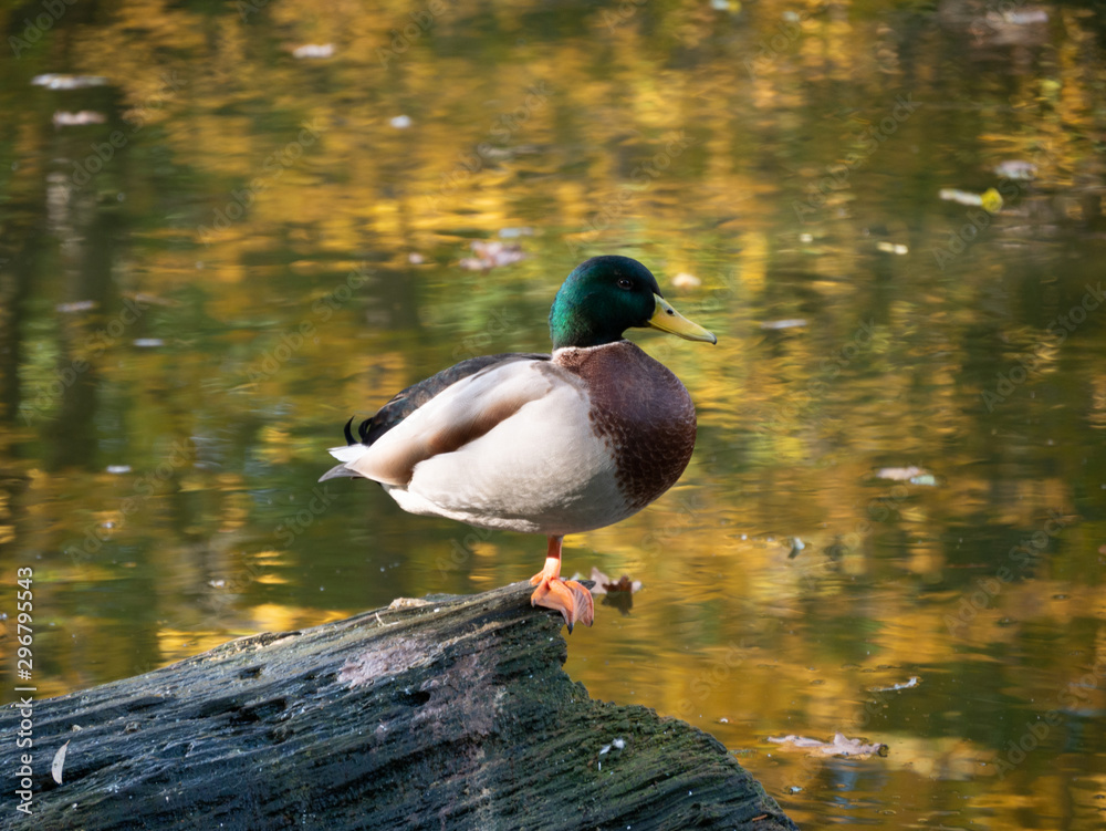 Duck resting in a lake of Maksimir,Zagreb Duck resting in a lake of Maksimir,Zagreb