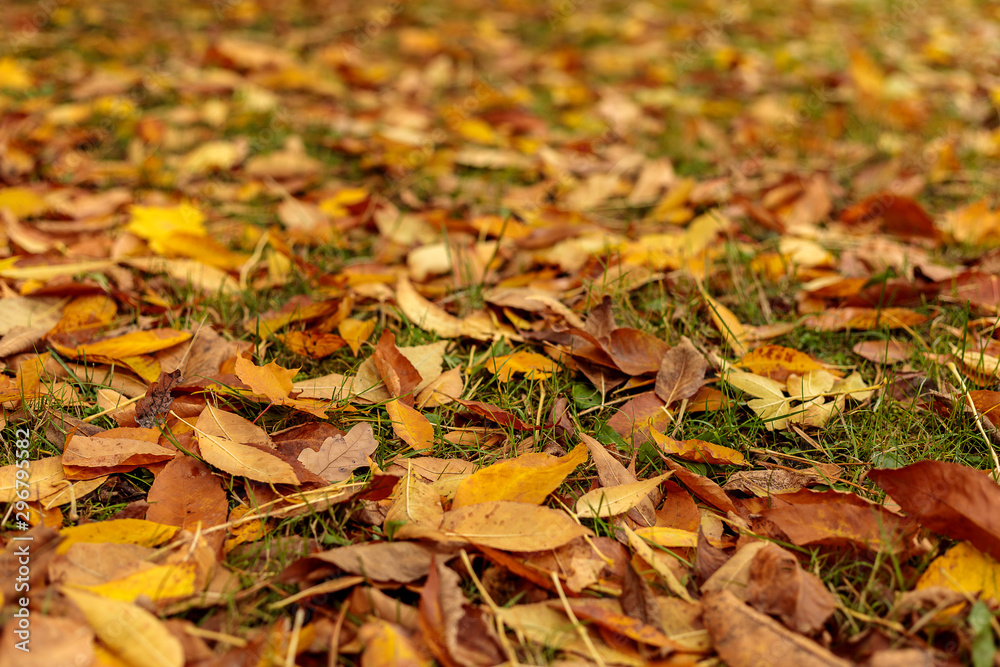 Fall leaves covered the ground in autumnal forest. Indian summer or Autumn mood scene. Tilt-shift effect. Selective focus photography. Blurred nature background.