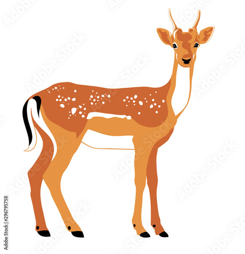 Deer