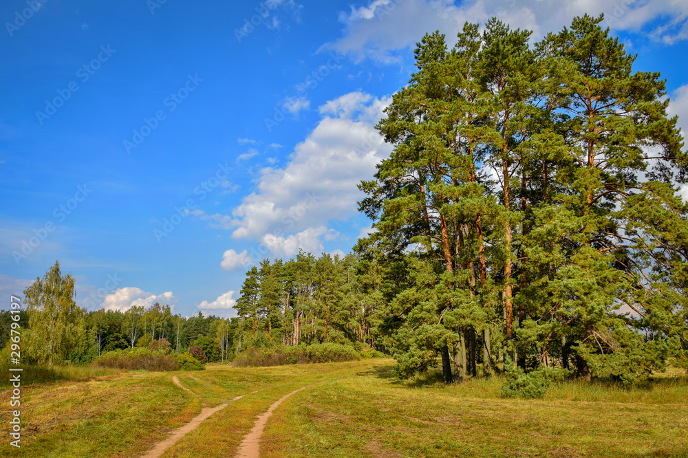 Beautiful pine trees in the Lokhin Island park Beautiful pine trees in the Lokhin Island park