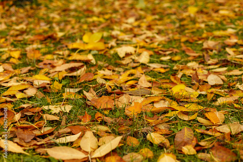 Fall leaves covered the ground in autumnal forest. Indian summer or Autumn mood scene. Tilt-shift effect. Selective focus photography. Blurred nature background.