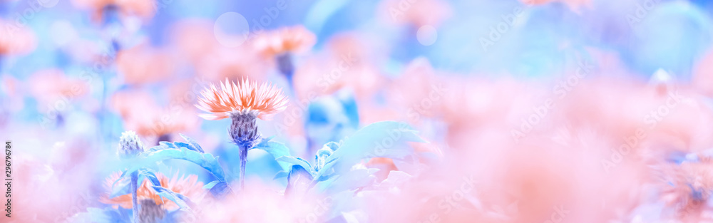 Pink wildflowers cornflowers on a blue toned background, border. Beautiful floral background. Selective focus - obrazy, fototapety, plakaty 