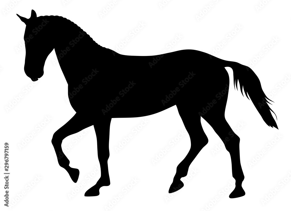 Obraz premium Horse