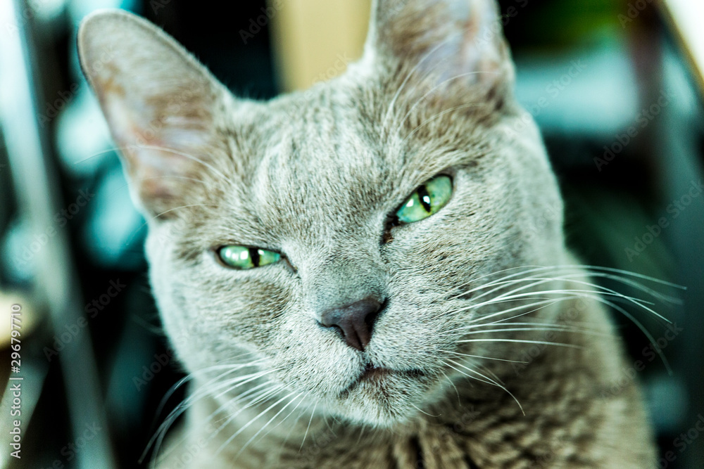 고양이,Animal,Pet,Cat,Cute,냥이,애완동물,러시안블루 Stock-Foto | Adobe Stock