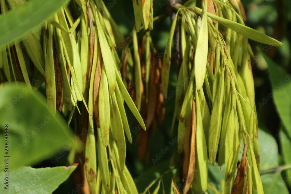 Obraz premium Tree seeds autumn nature closeup plant leaves texture 