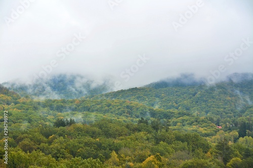 Fog over the forest