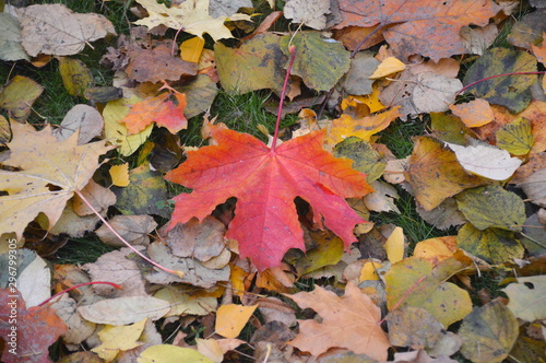 maple leaves on the ground