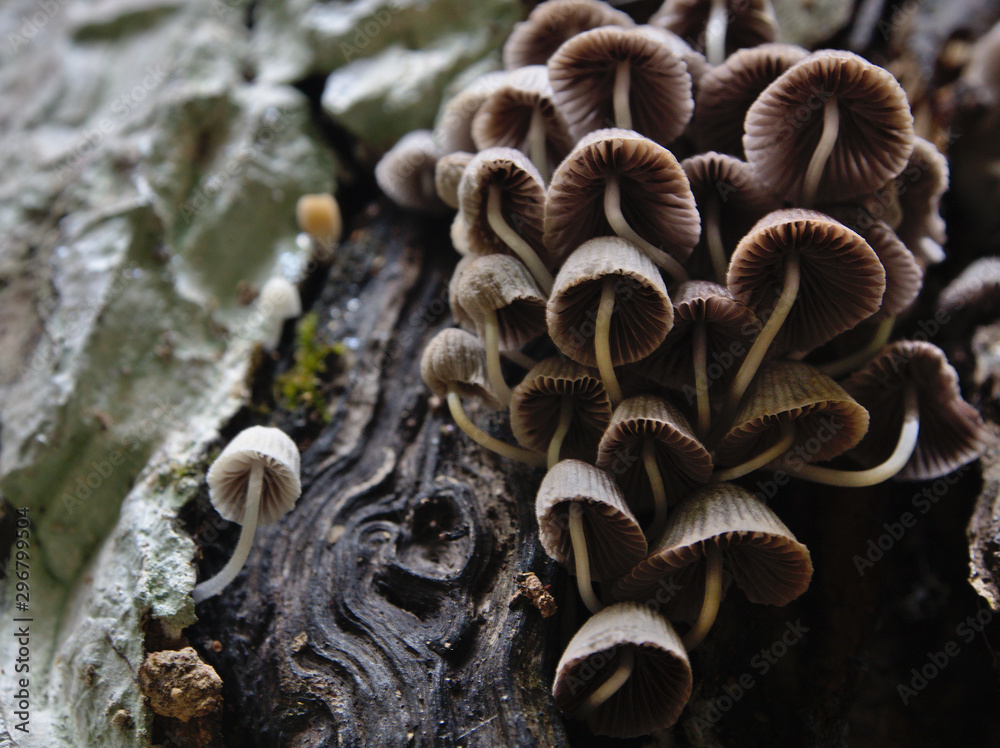 Fototapeta premium Mushroom in Forest