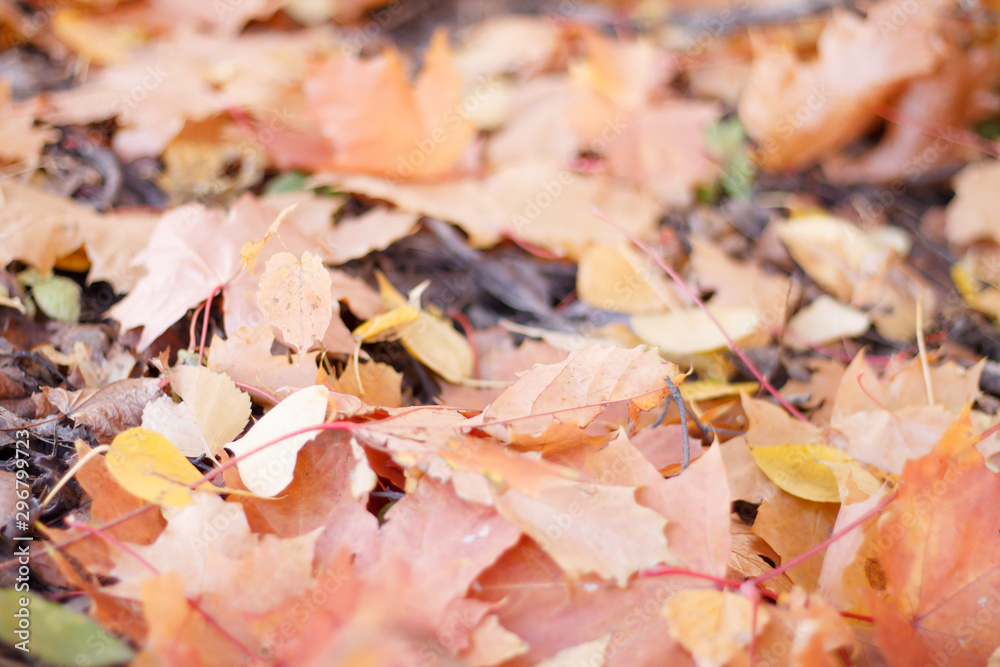 foliage tree leaves yellow autumn background close up with blurred background foliage tree leaves yellow autumn background close up with blurred background