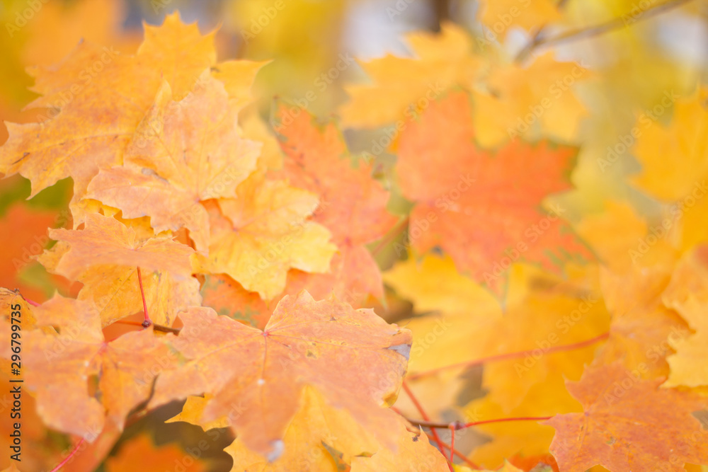 Fototapeta premium foliage tree leaves yellow autumn background close up with blurred background