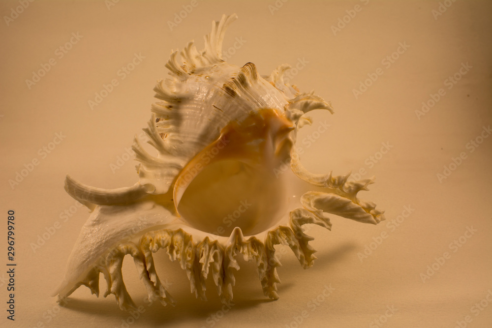 Sea mollusk shell on a light background Sea mollusk shell on a light background