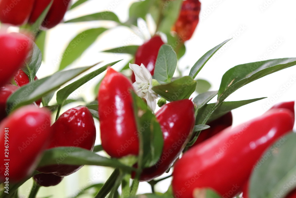 A beautiful pepper tree planted in a flower pot. Spicy Spice. A beautiful pepper tree planted in a flower pot. Spicy Spice.