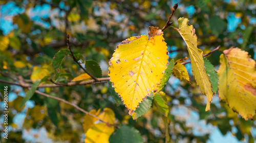Yellow and green leaves on tree branches