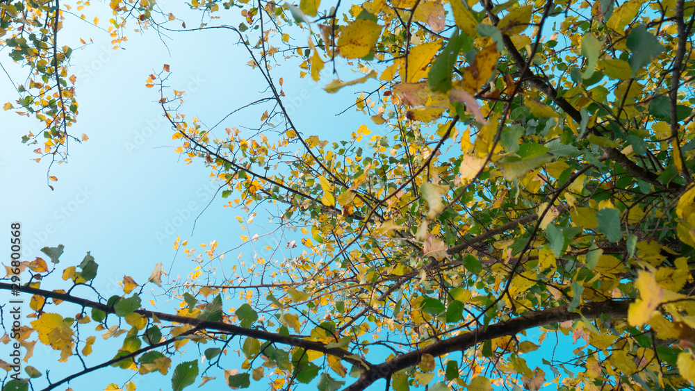 Yellow and green leaves on tree branches - light blue sky as background.