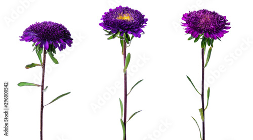 Set of three violet chinese aster isolated on white background