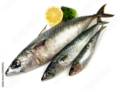 Whole Mackerel in various Size - Fish raw on white Background