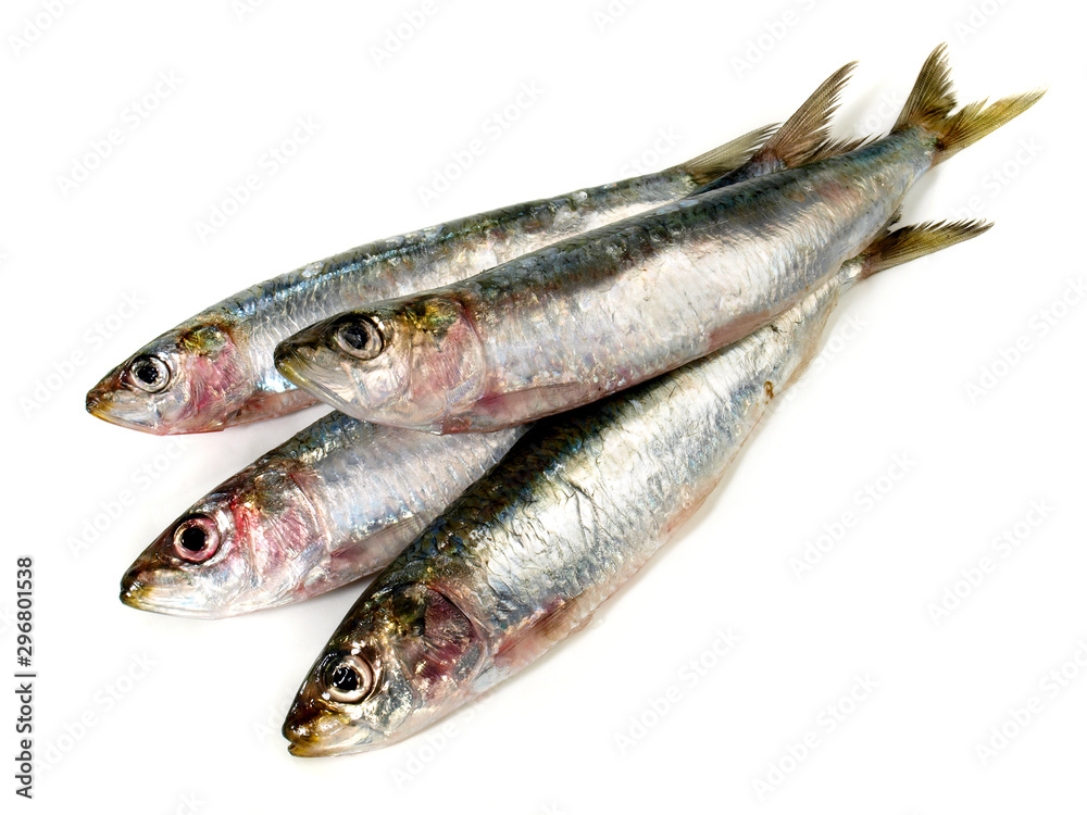 Sardines - Pilchard Fish on White Sardines - Pilchard Fish on White
