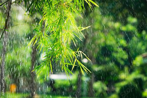 Fototapeta Naklejka Na Ścianę i Meble -  Closeup nature view of bamboo leaf with rainy background using as backgroud concept