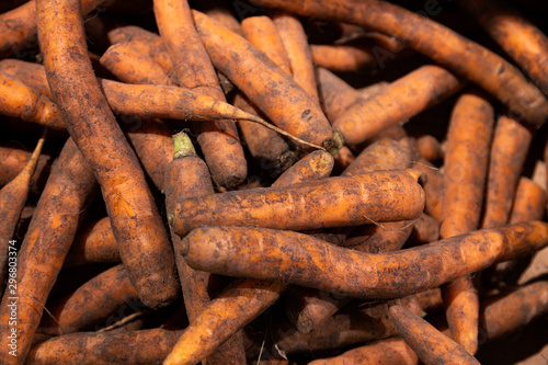 Close-up of carrots dirty in black soil on market shelf