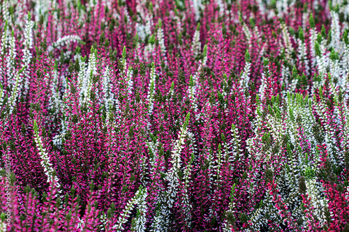 Erica plants found most commonly in acid and infertile growing conditions