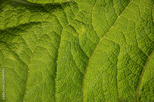 Texture of green leaf as organic background. Bright green texture. 