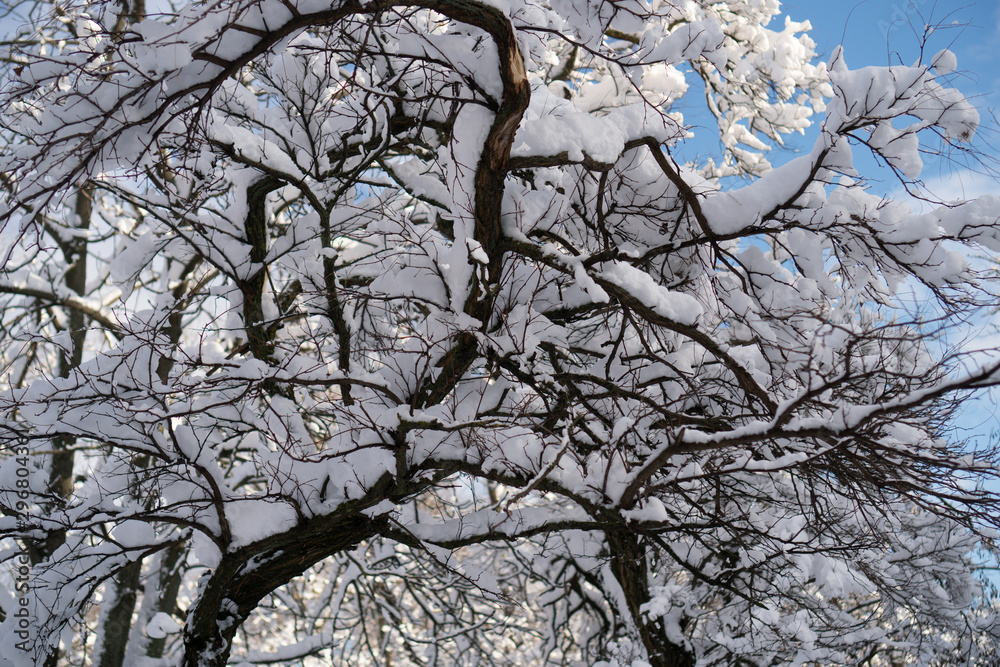 Trees covered with white snow against a blue sky. Winter nature close-up Trees covered with white snow against a blue sky. Winter nature close-up