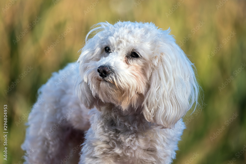 Maltipoo Portrait