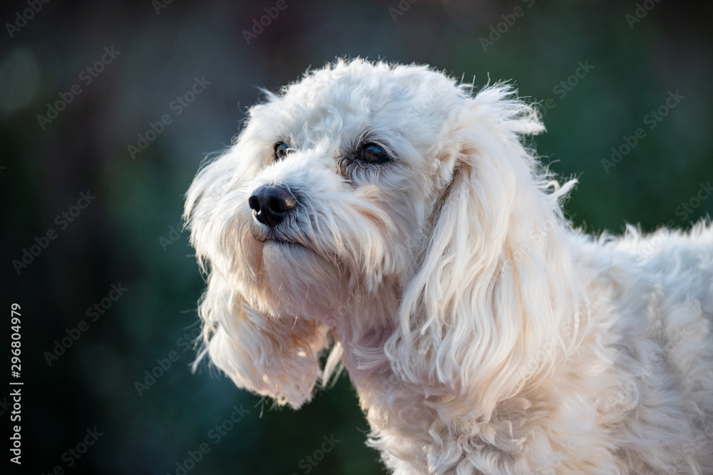 Maltipoo Portrait