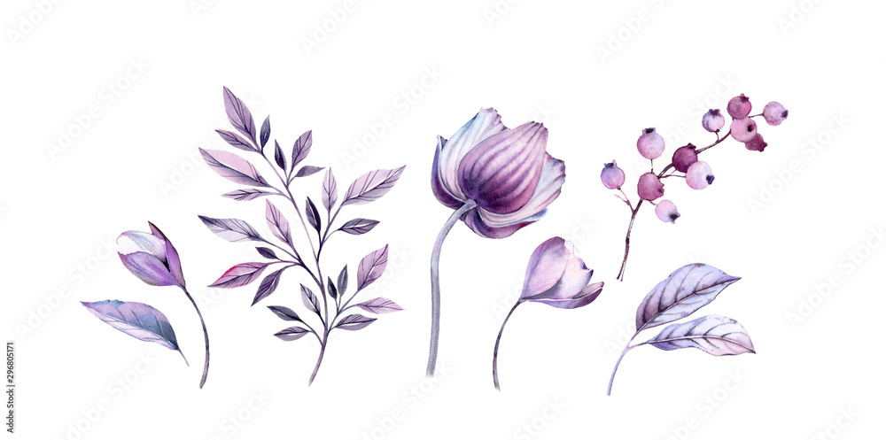 Obraz Akwarela fioletowe zawilce kwiatowy zestaw ilustracji. Ręcznie malowany realistyczny pakiet botaniczny. na białym tle na białe kwiaty, liście, jagody na artykuły papiernicze, drukowanie kart, banery