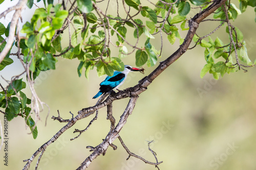 A Woodland Kingfisher sitting in a tree with an insect or spider that it just caught.