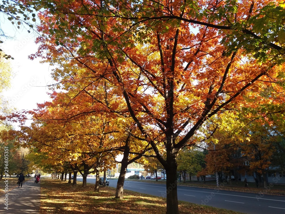 Fototapeta premium yellow tree in autumn