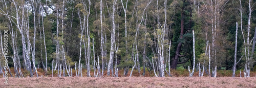 Dead silver birch trees in a dead forest in the New Forest, Hampshire, UK.  © Lois GoBe