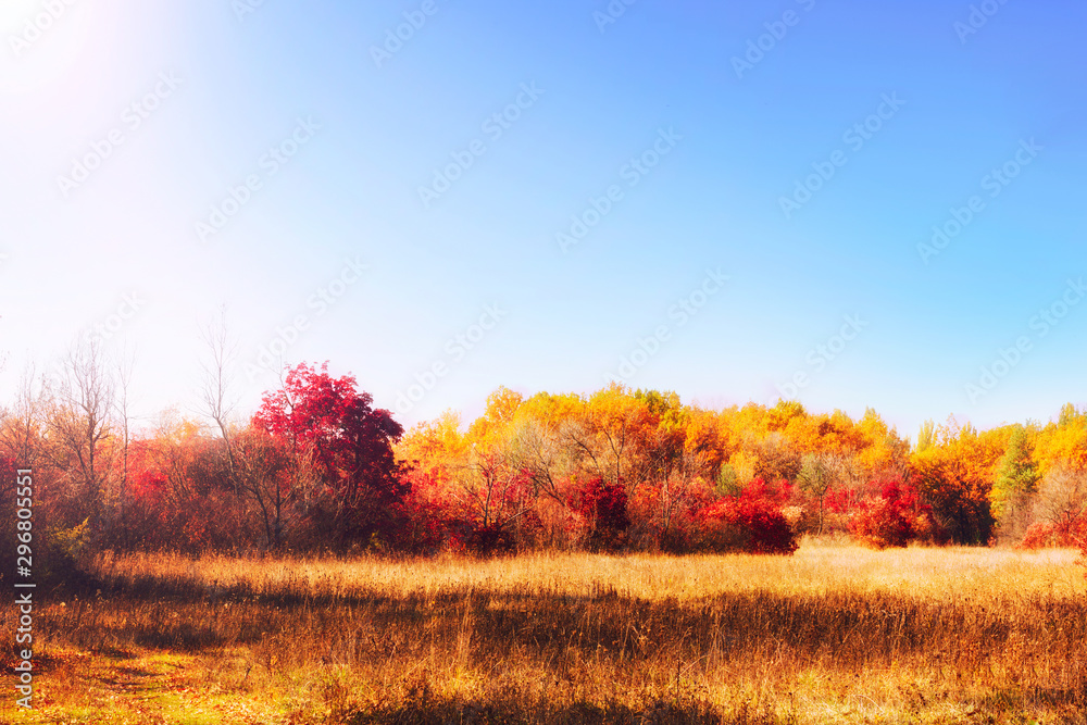 Colorful autumn landscape, trees and grass, nature.