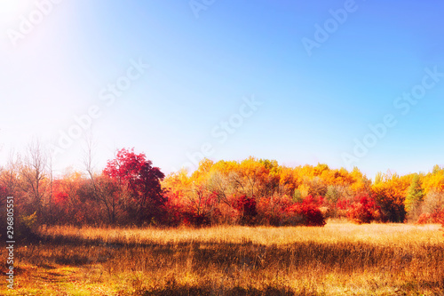 Colorful autumn landscape, trees and grass, nature.